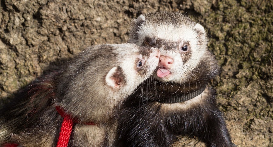 Ferrets