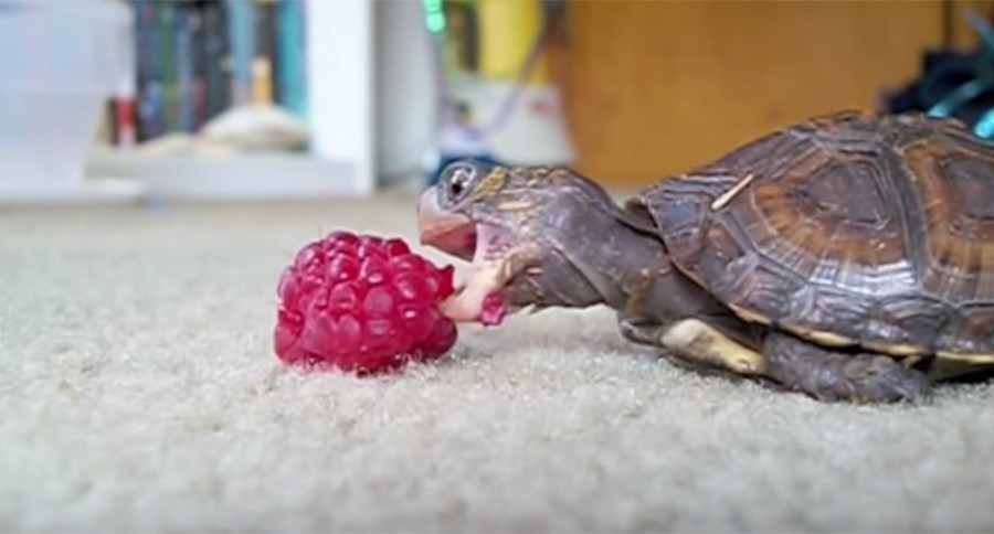 Pet Turtle