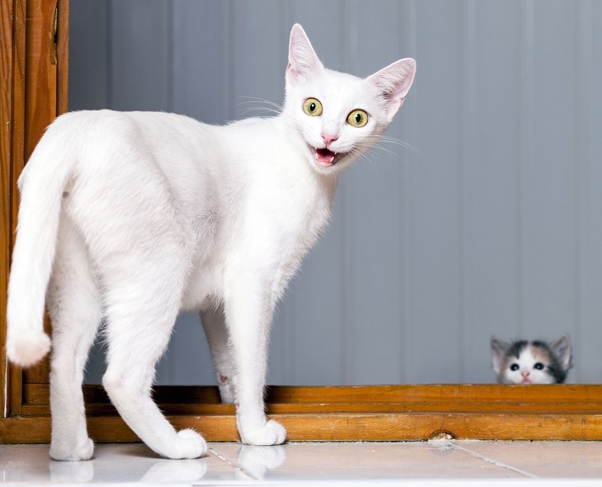 Cat Jokes