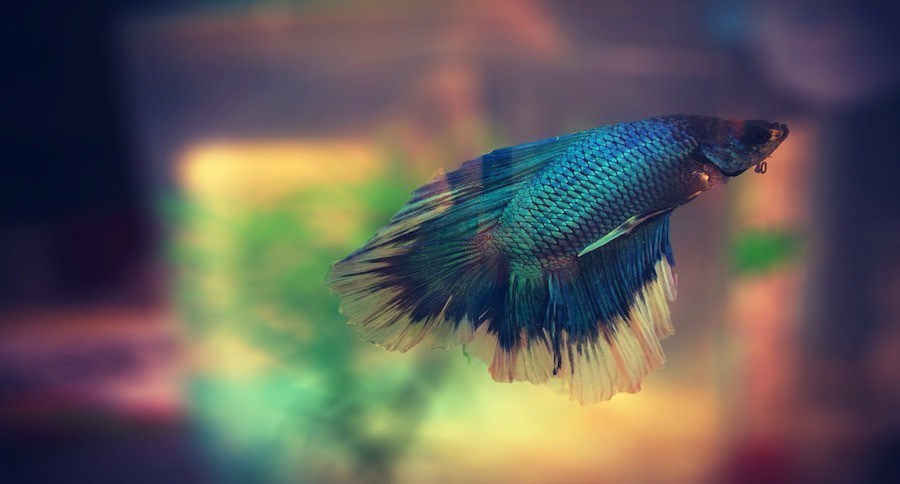 Siamese Fighting Fish