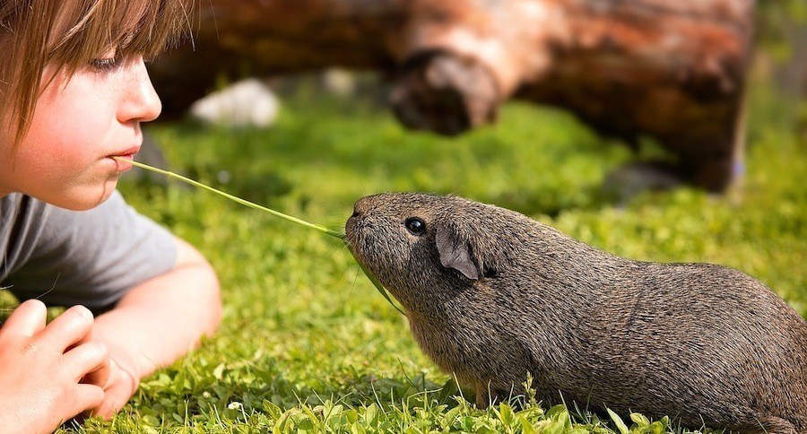 Guinea Pig