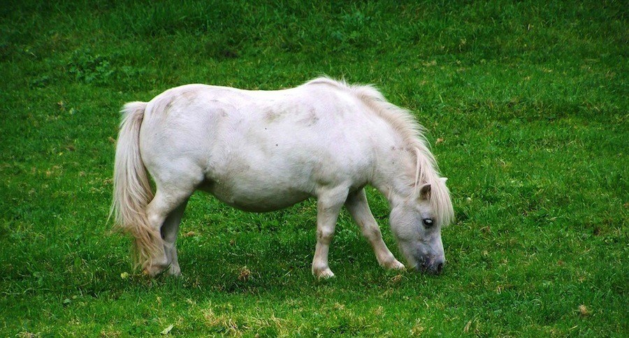 Pony