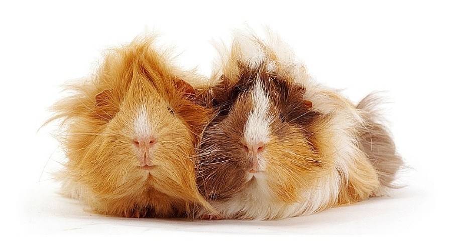Abyssinian Guinea Pig