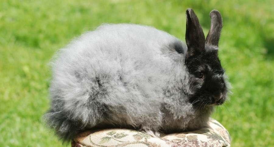 Angora Rabbit