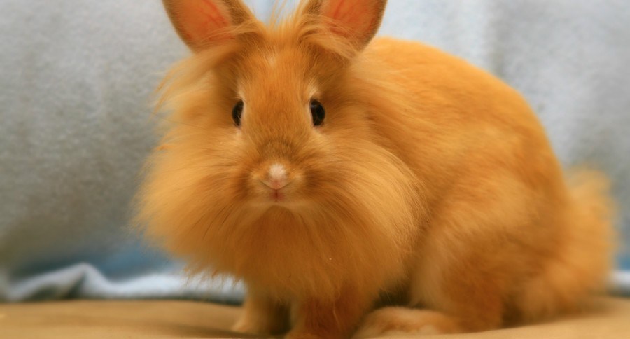 Lionhead Rabbit
