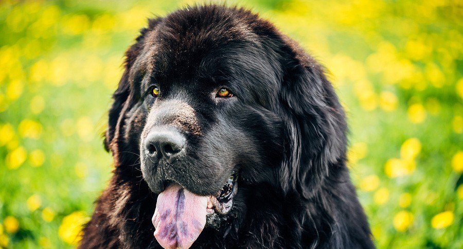 Black Newfoundland Dog