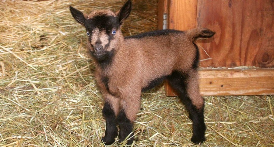 Everything you need to know about Oberhasli Goats | Wide Open Pets