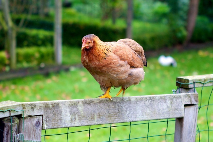 Brahma Chicken
