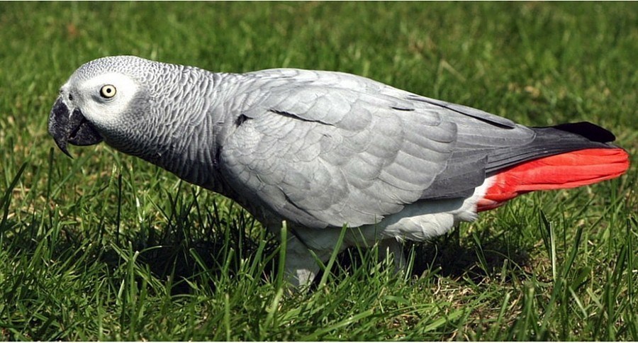 African Grey Parrot
