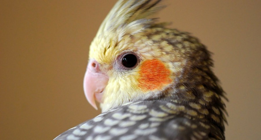 All About Cockatiels | Wide Open Pets