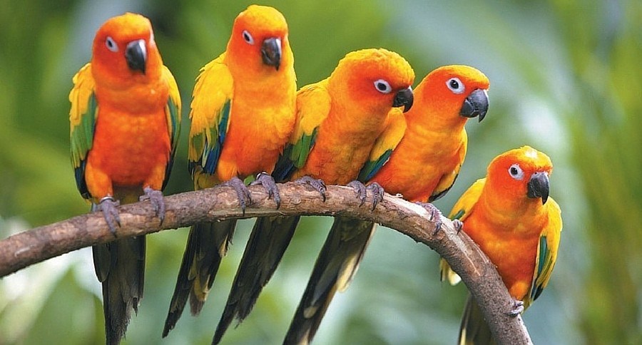 Conures