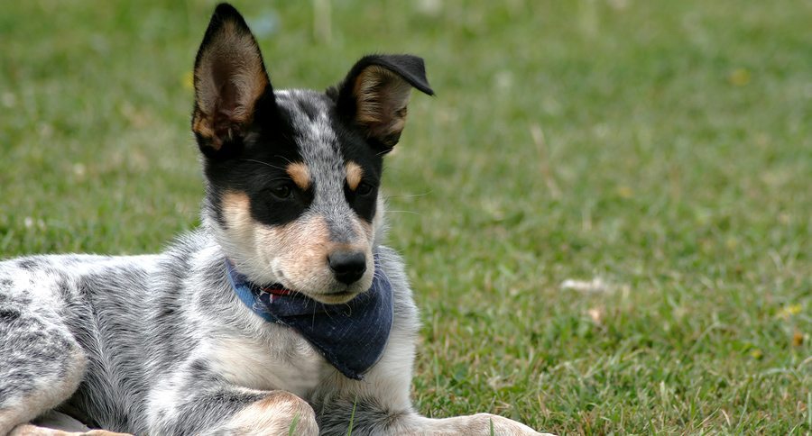 Heeler Dog