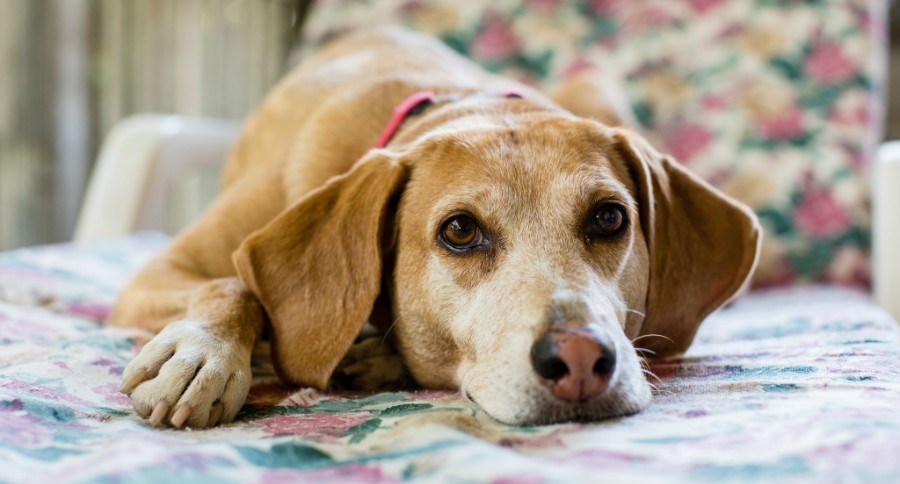 Dog Dementia