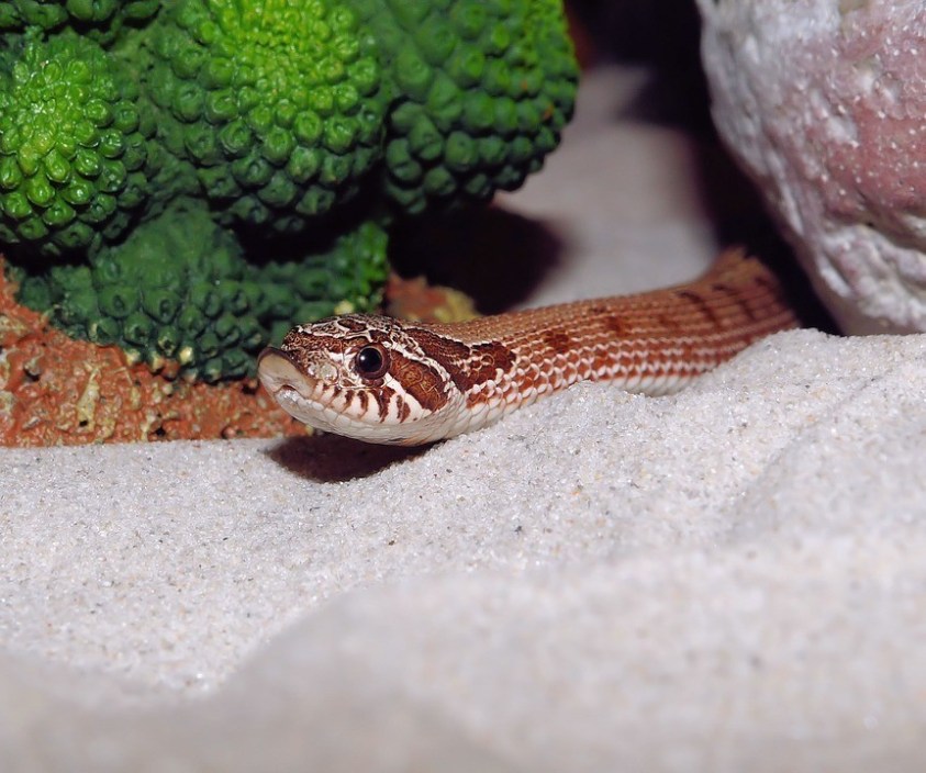 Hognose Snake