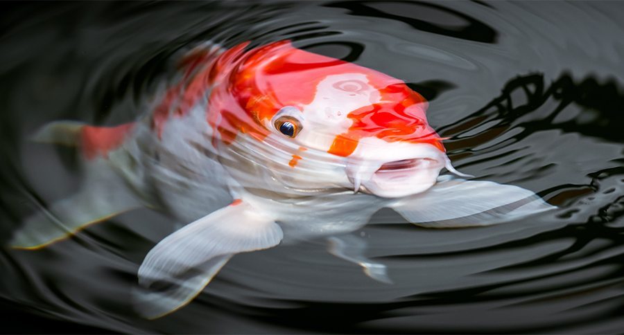 Koi Fish