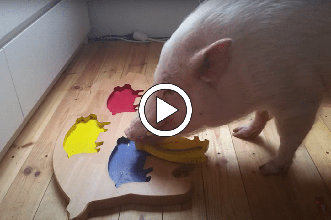 Moritz The Pig, puzzle