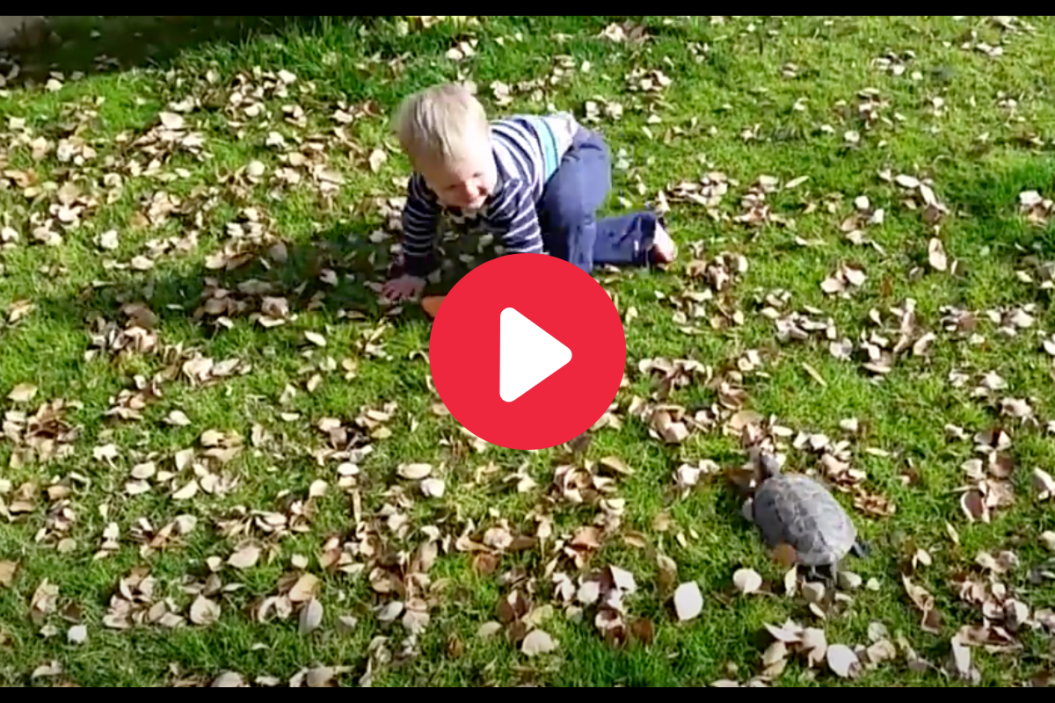 Turtles chases baby through yard.