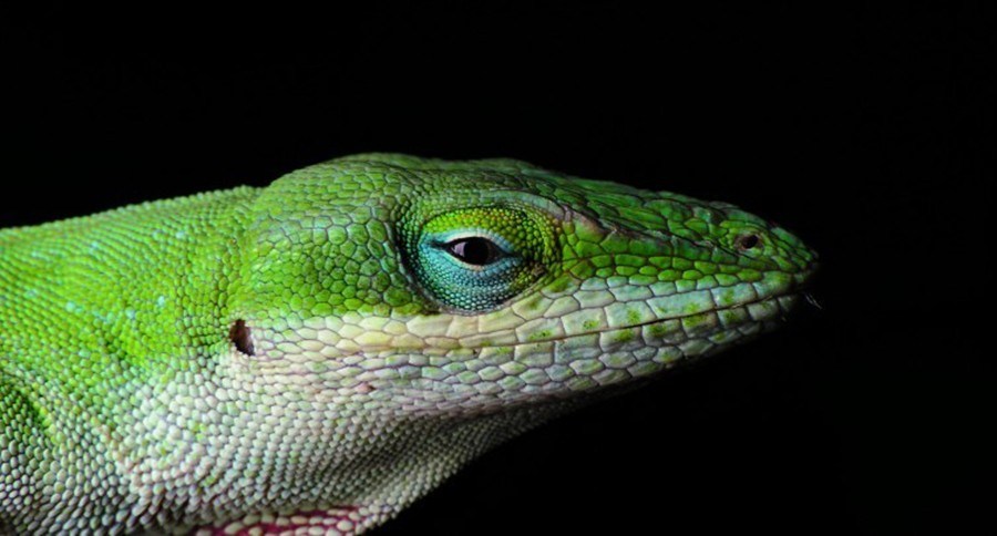 Anole