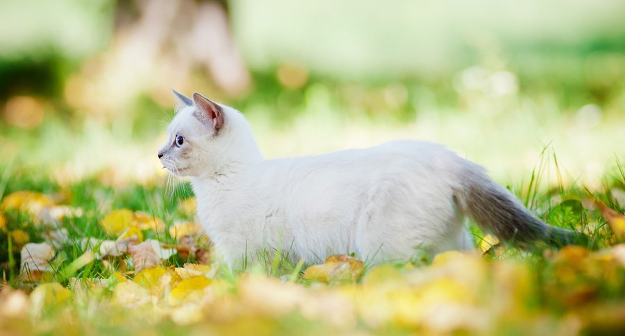 Munchkin Cat