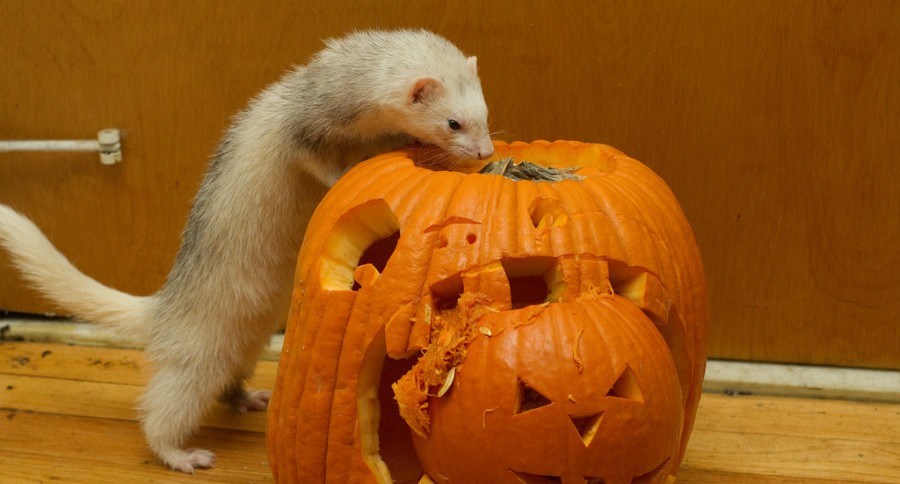 Ferret Food