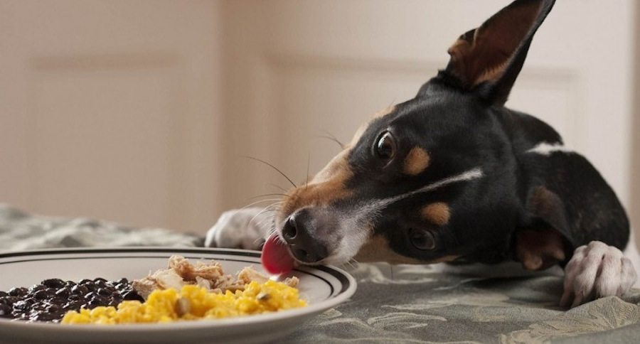 Dog Eating Food