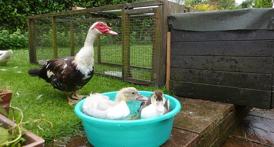 Ducks