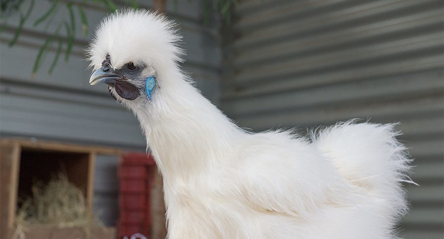 White Silkie Hen