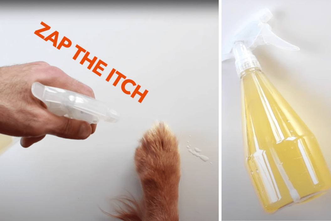 Homemade itch spray for dogs.