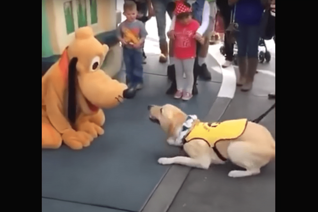 Service dog meets Pluto at Disneyland.