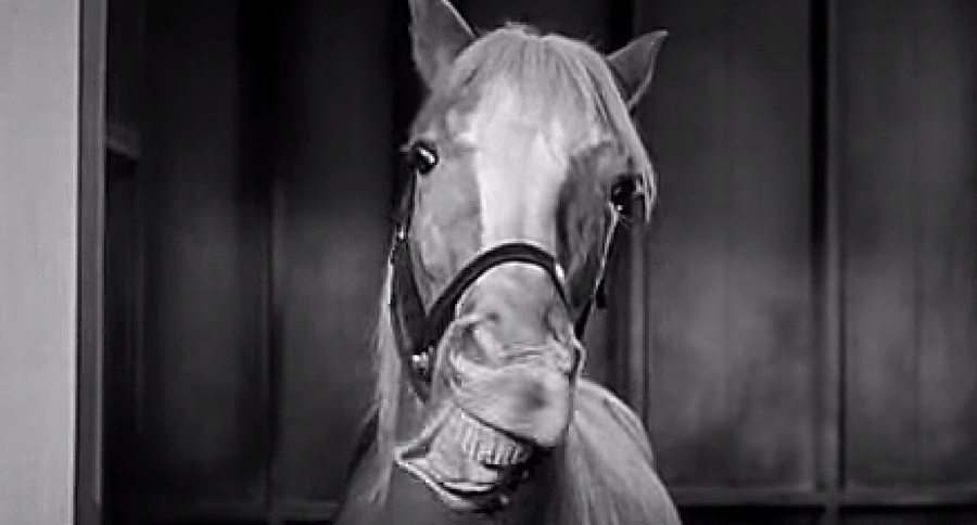 Mr. Ed