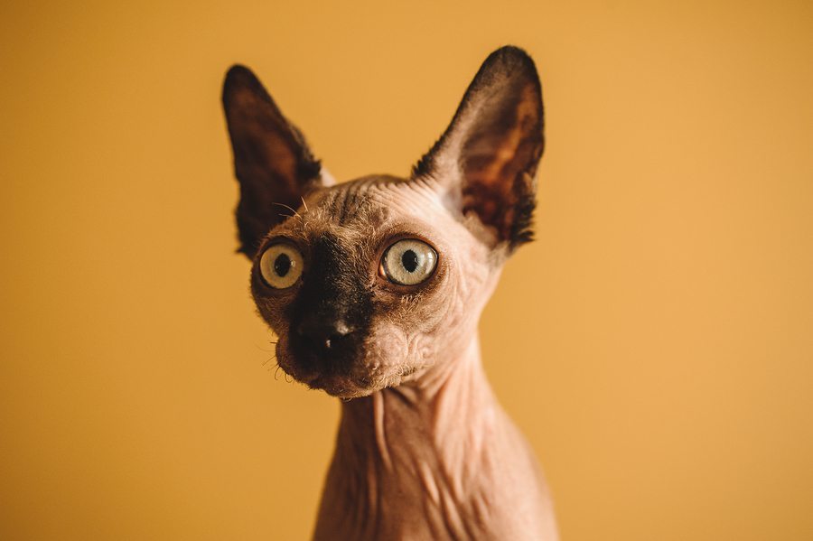 Portrait Of Hairless Sphynx