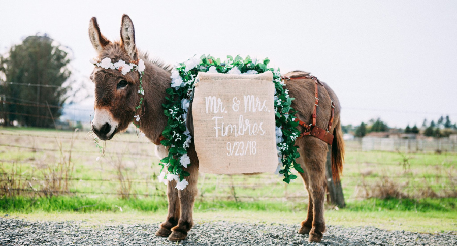 Beer Burro Little Burro Events