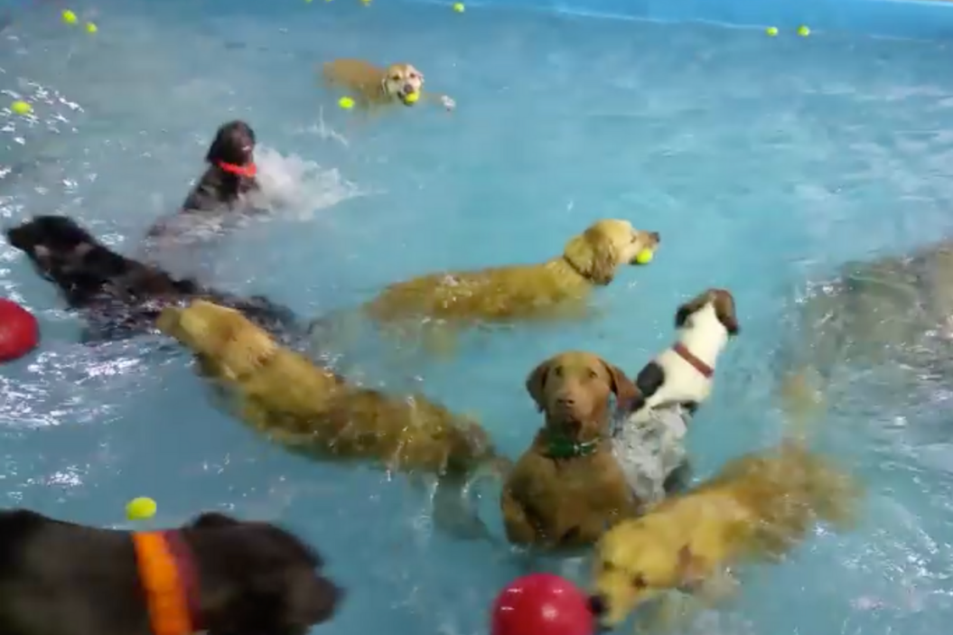 Dog pool party with uncomfortable guest.