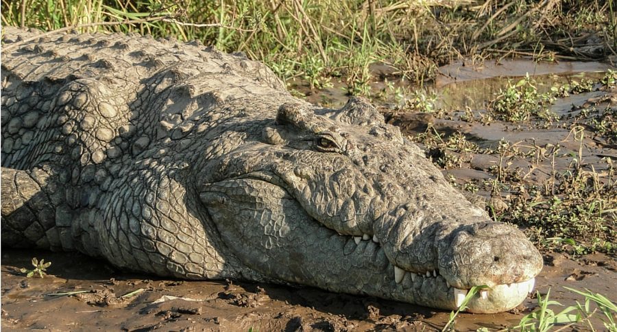 Crocodile