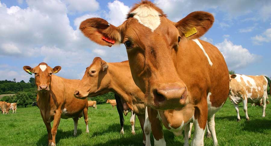 Dairy Cow