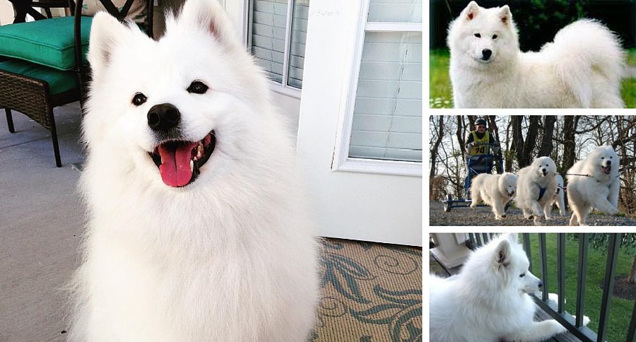 Samoyeds