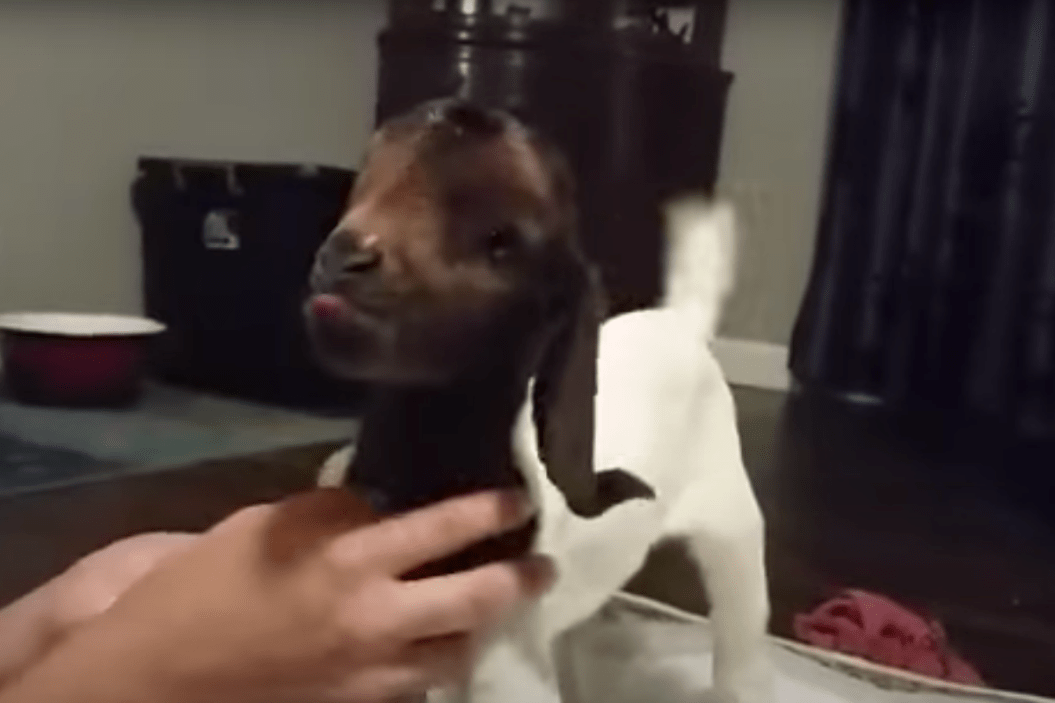 Baby Goat Tail Wags