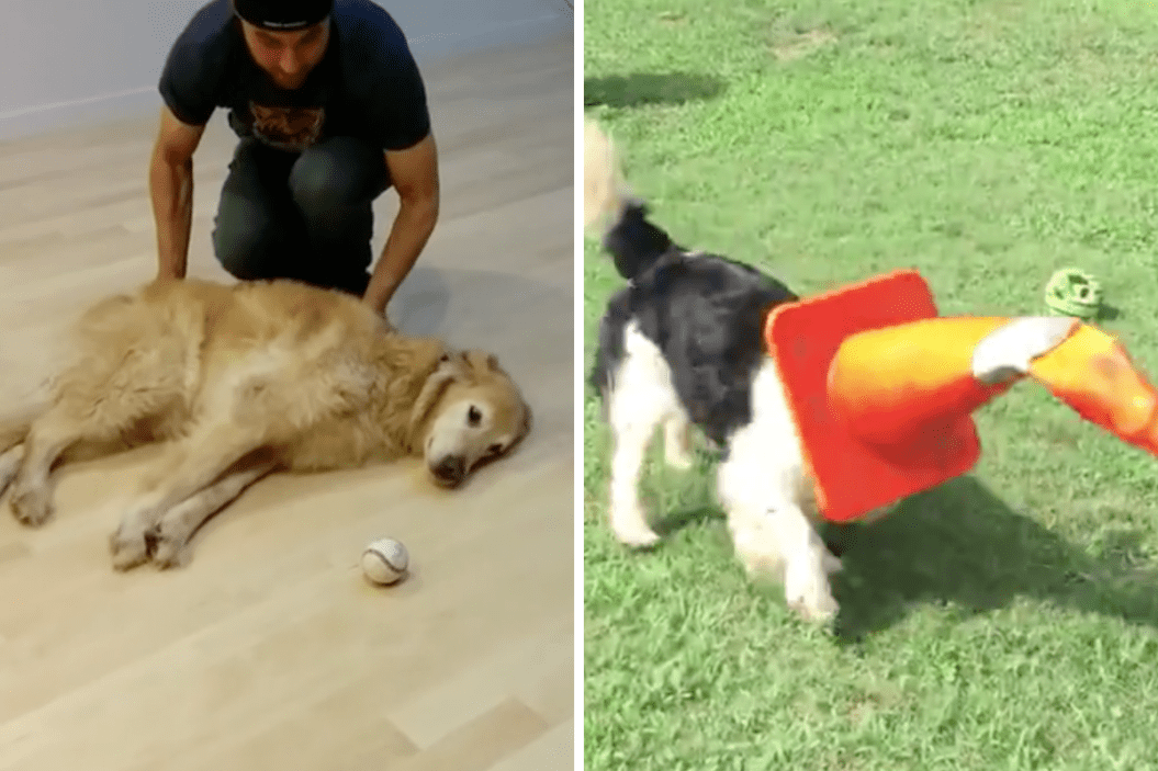 Dogs, Case of the Mondays