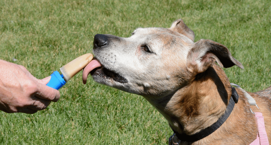 Frozen Dog Treats