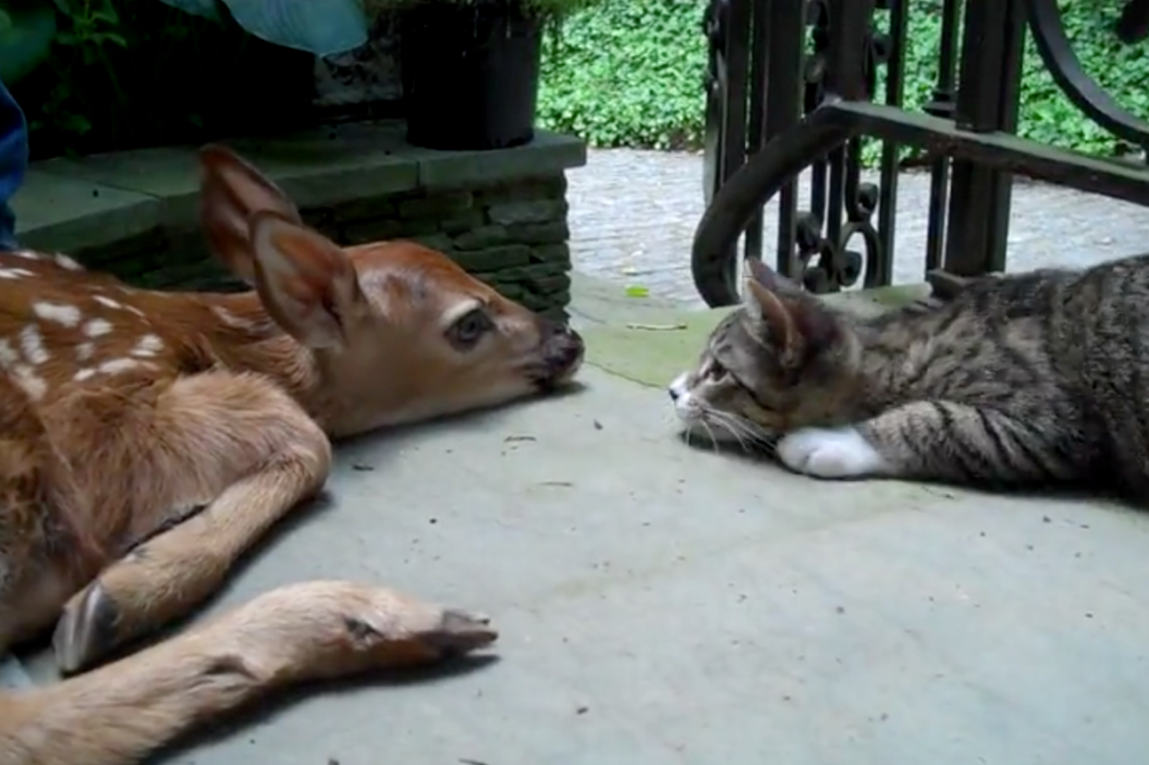 Kitten, Fawn Friendship