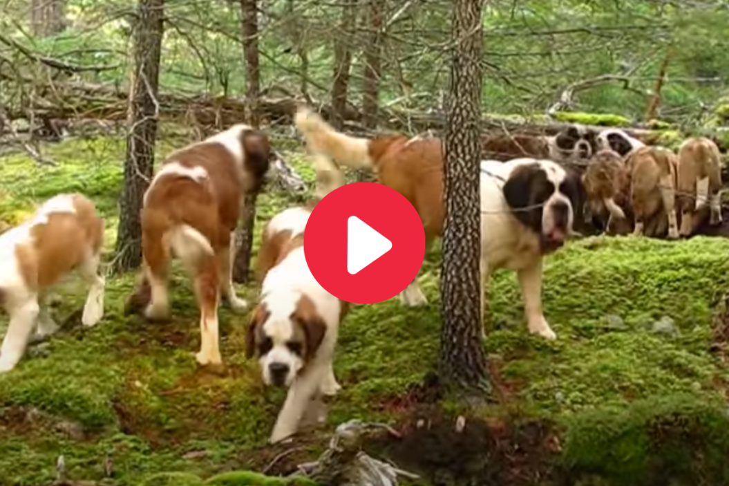 Lasquite Island Saint Bernards on a walk.
