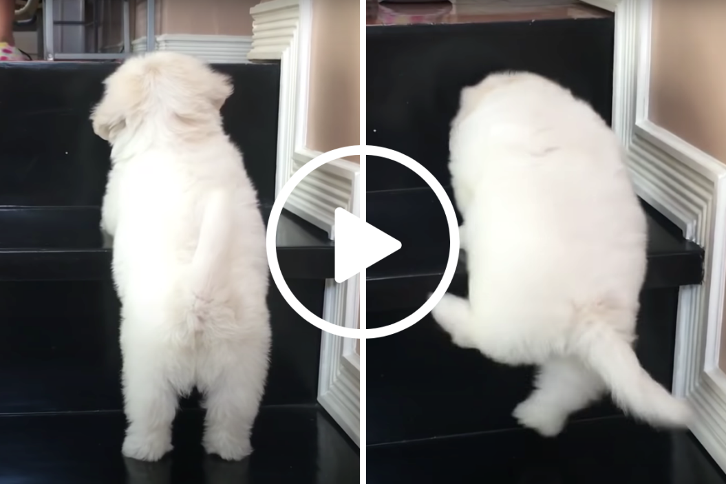 Puppy vs. Stairs