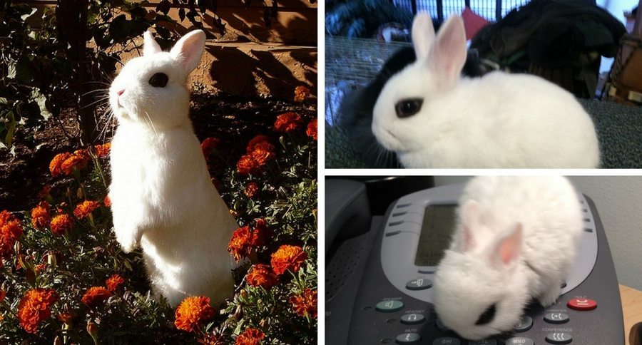 Dwarf Hotot Rabbits
