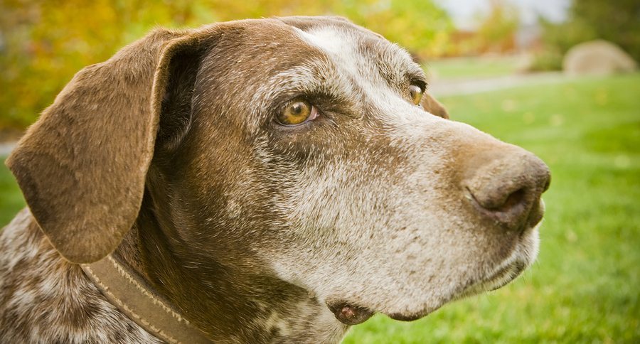 Old Hunting Dog