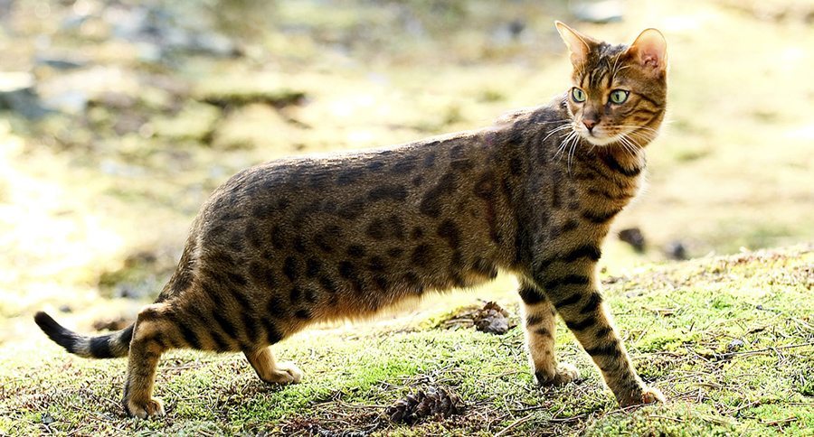Bengal Cat