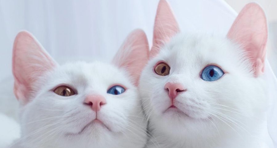 Cats