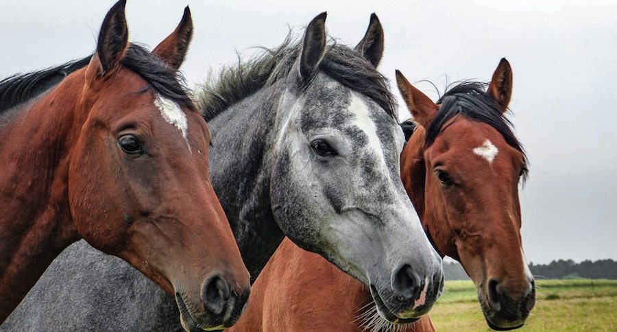 Horse Myths