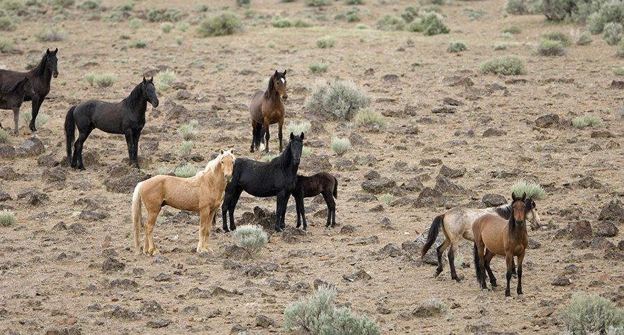 Wild Horses