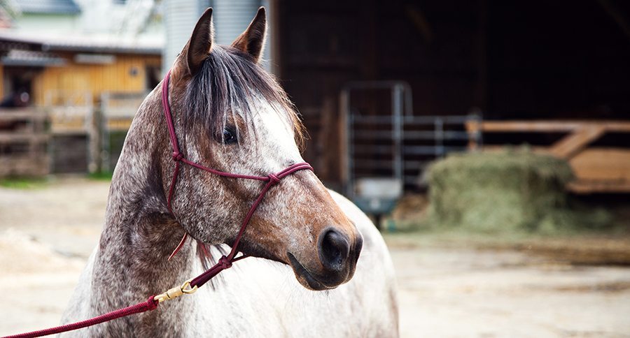 Morgan horse