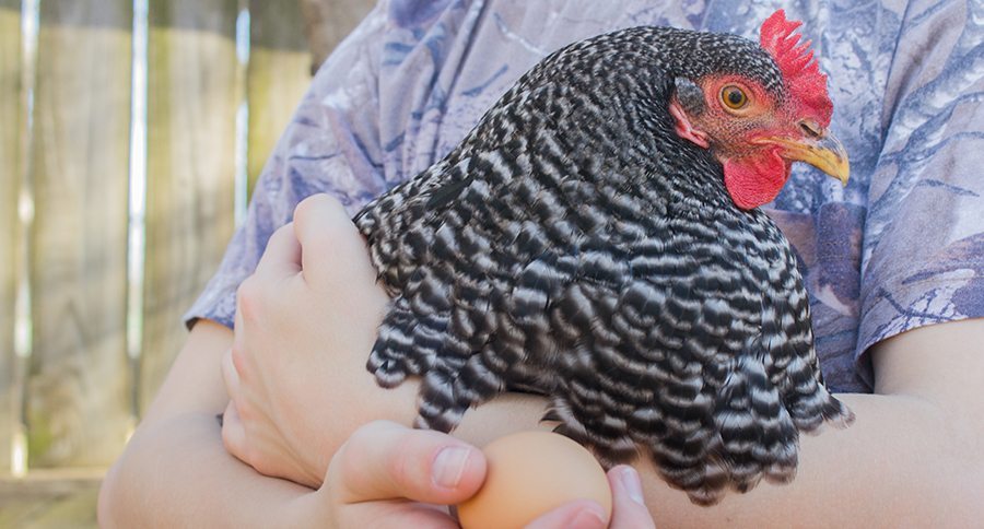 chickens and salmonella